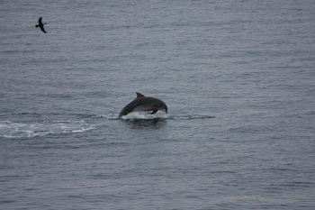 11-dolphin-off-Geo