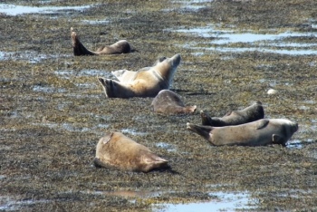 13-Seals