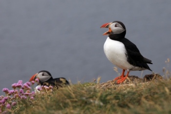 2.-Puffin